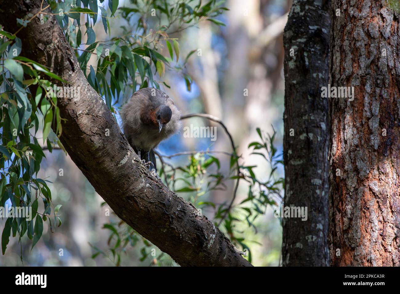 Lyrebird Baby steht in einem Baum, schaut nach unten, bereitet sich auf den Sprung vor - Weitwinkel mit Kopierraum. Stockfoto