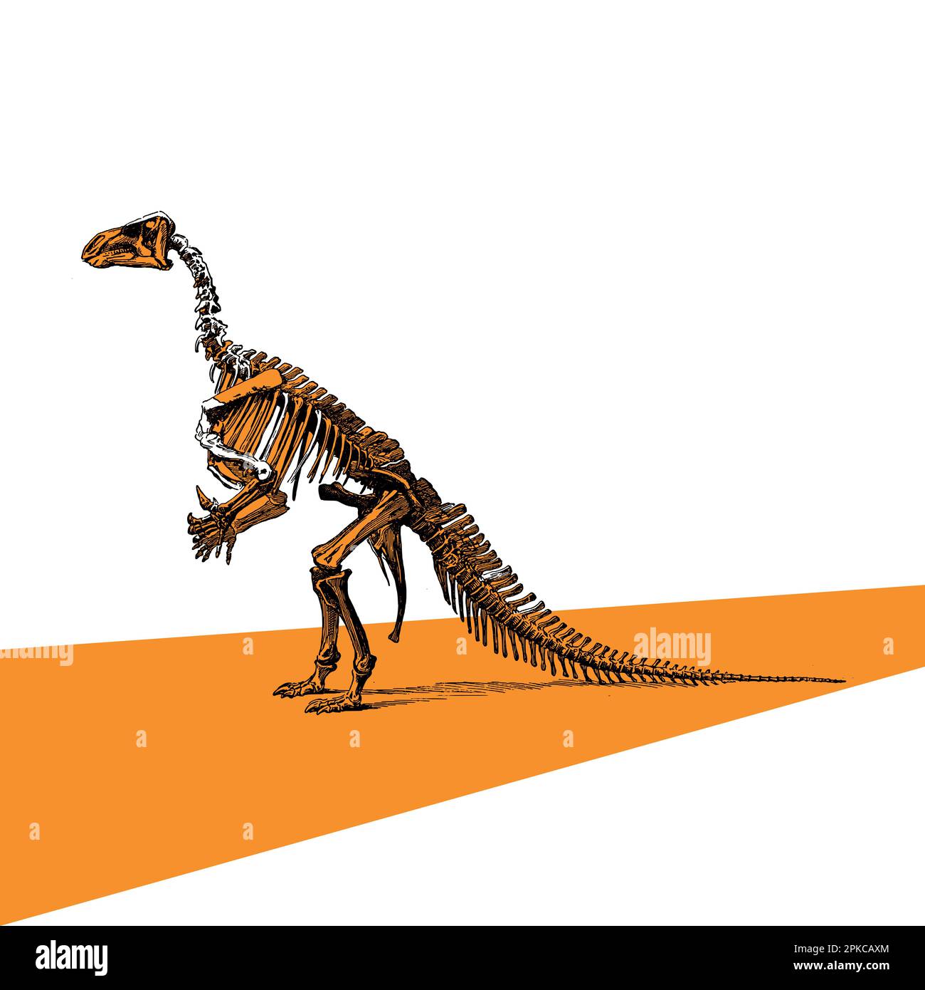 Tyrannosaurus-Rex-Knochen, Dinosaurier-Skelett-Monochrom-Illustration. Gefährlicher Raubtier, schwarz-weiße Zeichnung. Prähistorische Tierwelt, schickte Logos Stock Vektor