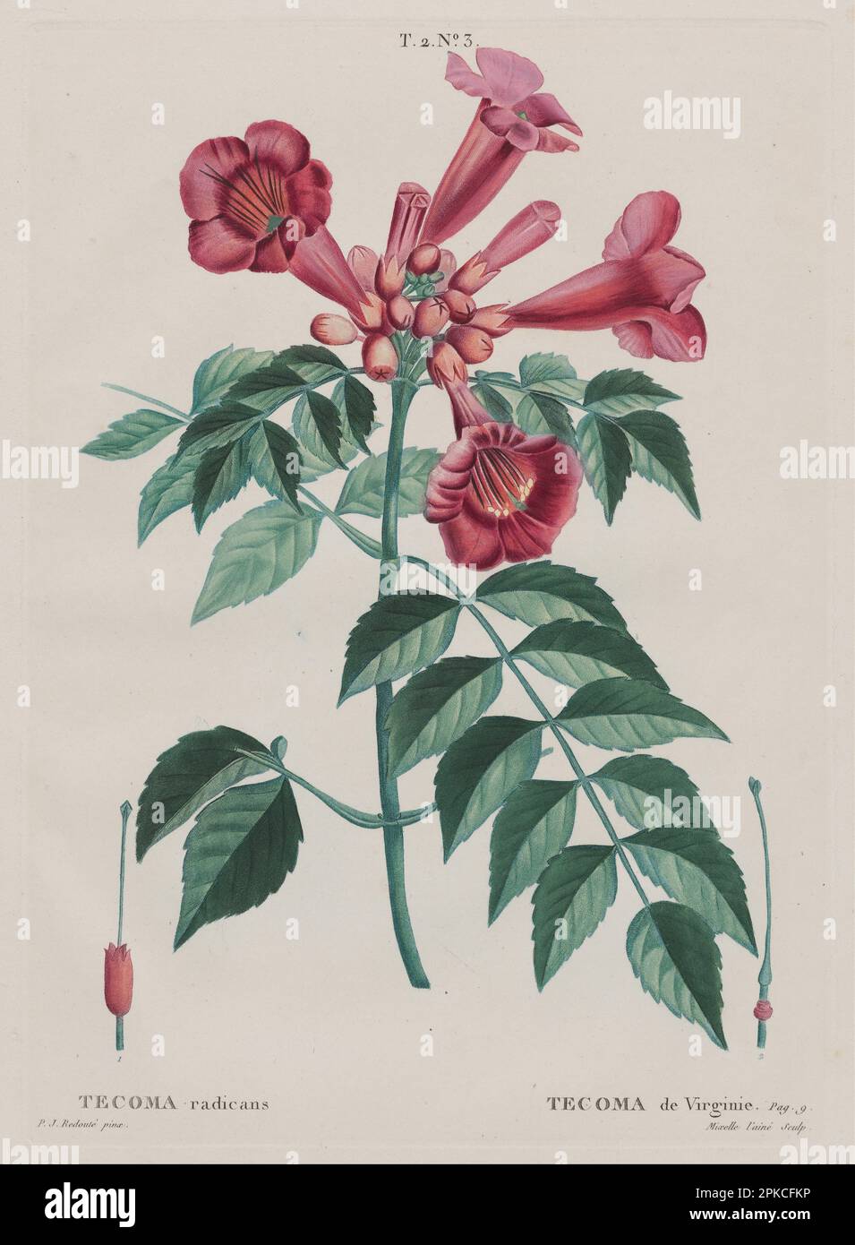 Trompete Vine (Tecoma radidicans/Tecoma de Virginie) (Campsis radidicans „Trompet Climber“). (T. 2, Nr. 3 aus Redouté, 'Traité des Arbes et Arbustes'; 2. Ausgabe von H. L. Duhamel du Monceau., Paris, 1801–1819) (1801–1819) von Pierre-Joseph Redoute (Follower of) Stockfoto