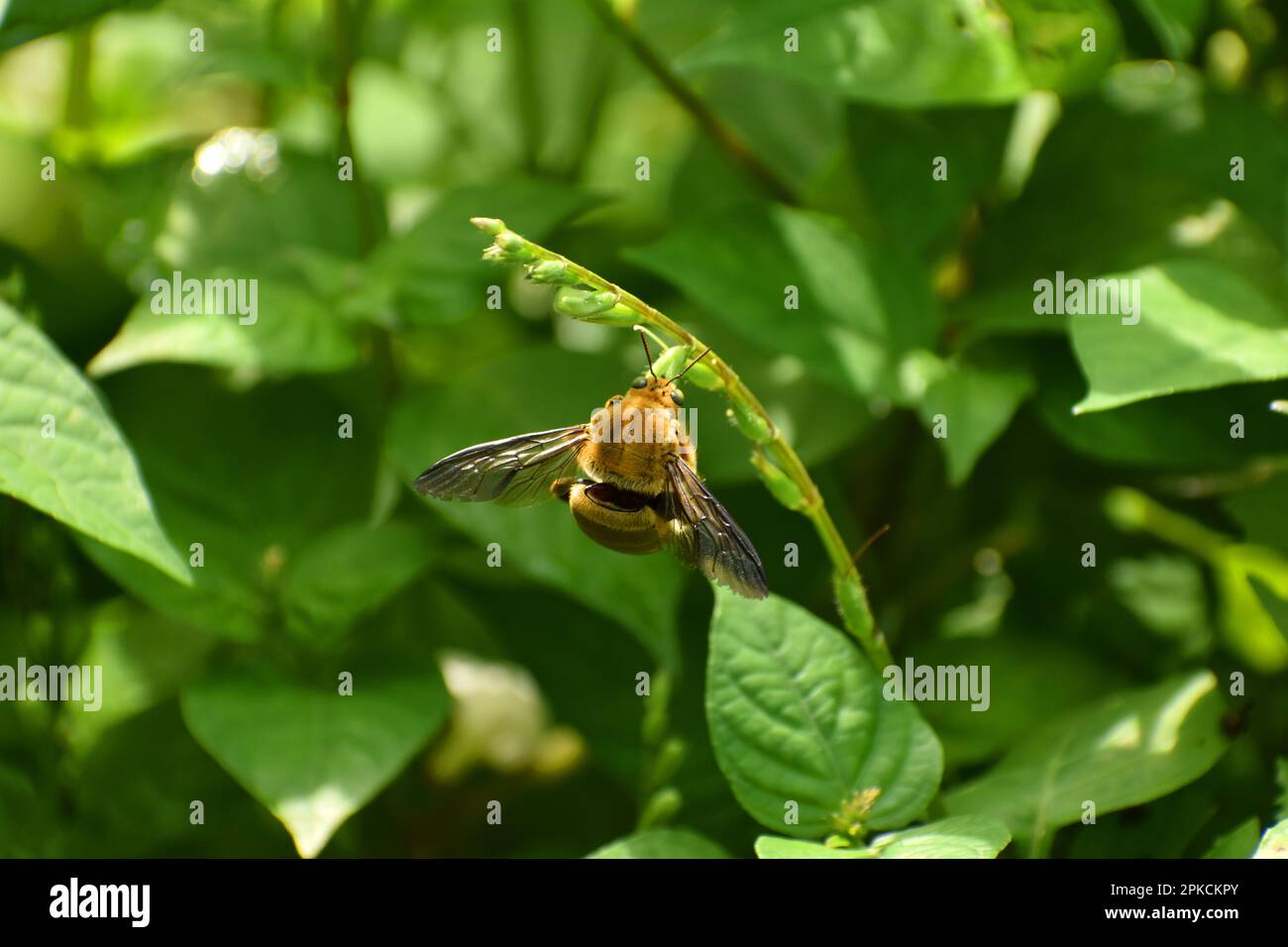 Zimmermannsbiene. Wilde Pflanze. Xylocopa Stockfoto