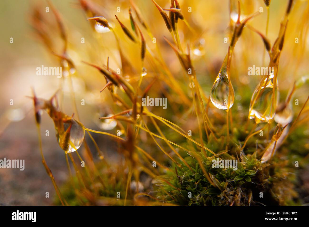 Moos am Morgen nach Regen mit Wassertropfen, Makro Stockfoto