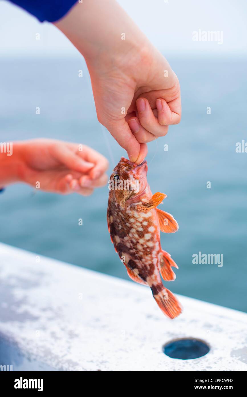 Eine Hand, die einen gefangenen Skorpionfisch hält Stockfoto