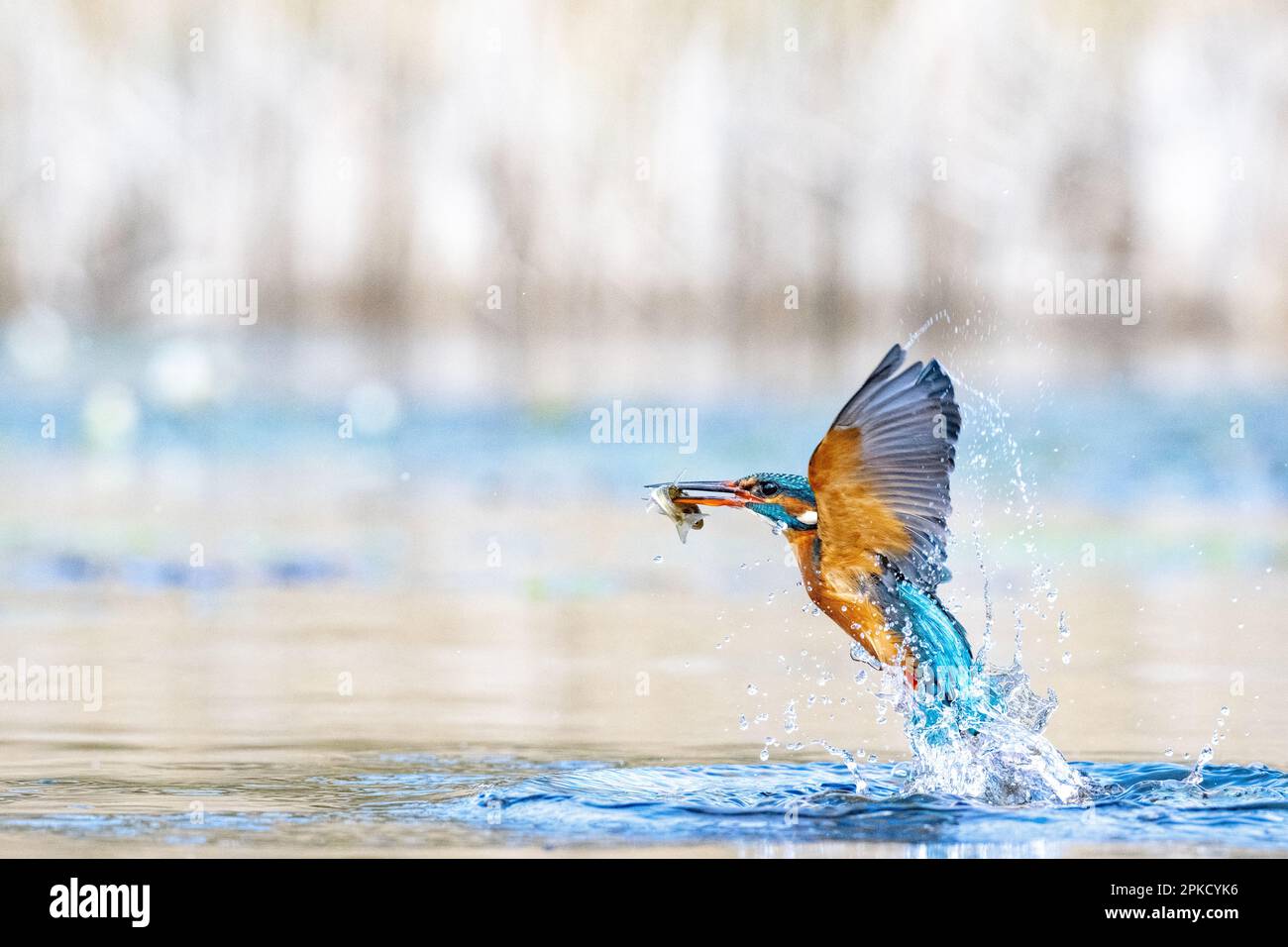 Kingfisher, Alcedo, in der Nähe von Bourne, Lincolnshire Stockfoto