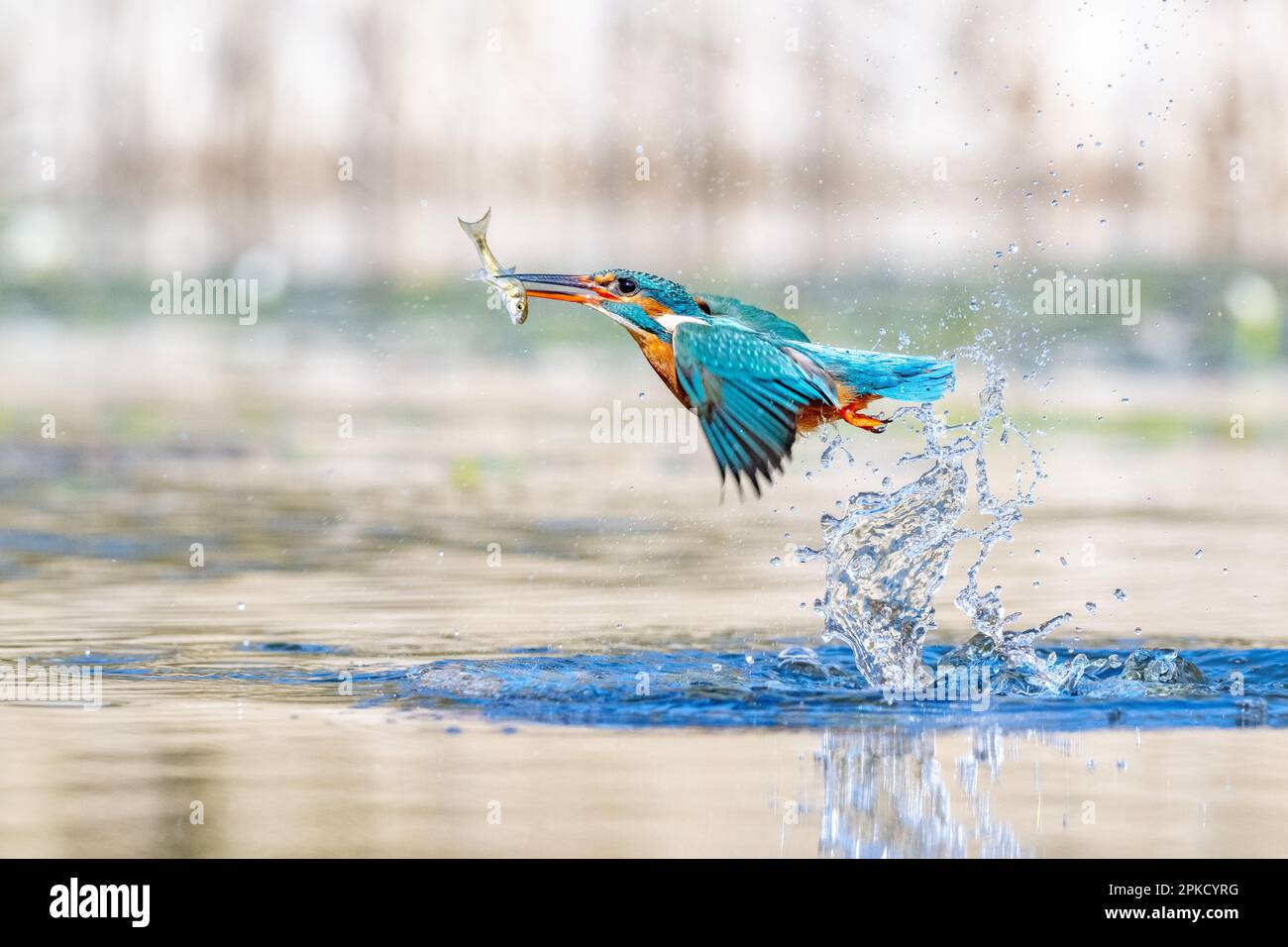 Kingfisher, Alcedo, in der Nähe von Bourne, Lincolnshire Stockfoto