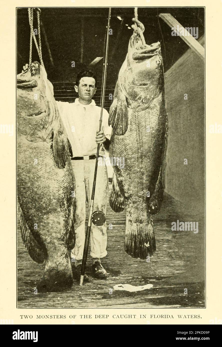 Two Monsters of the Deep Fang in Florida Waters Vintage Foto aus dem Buch ' Florida, the Land of Enchantment ' von Nevin Otto Winter, 1869-1936 Publisher 1918 Boston, The Page Company aus der Serie ' See America First ' Stockfoto