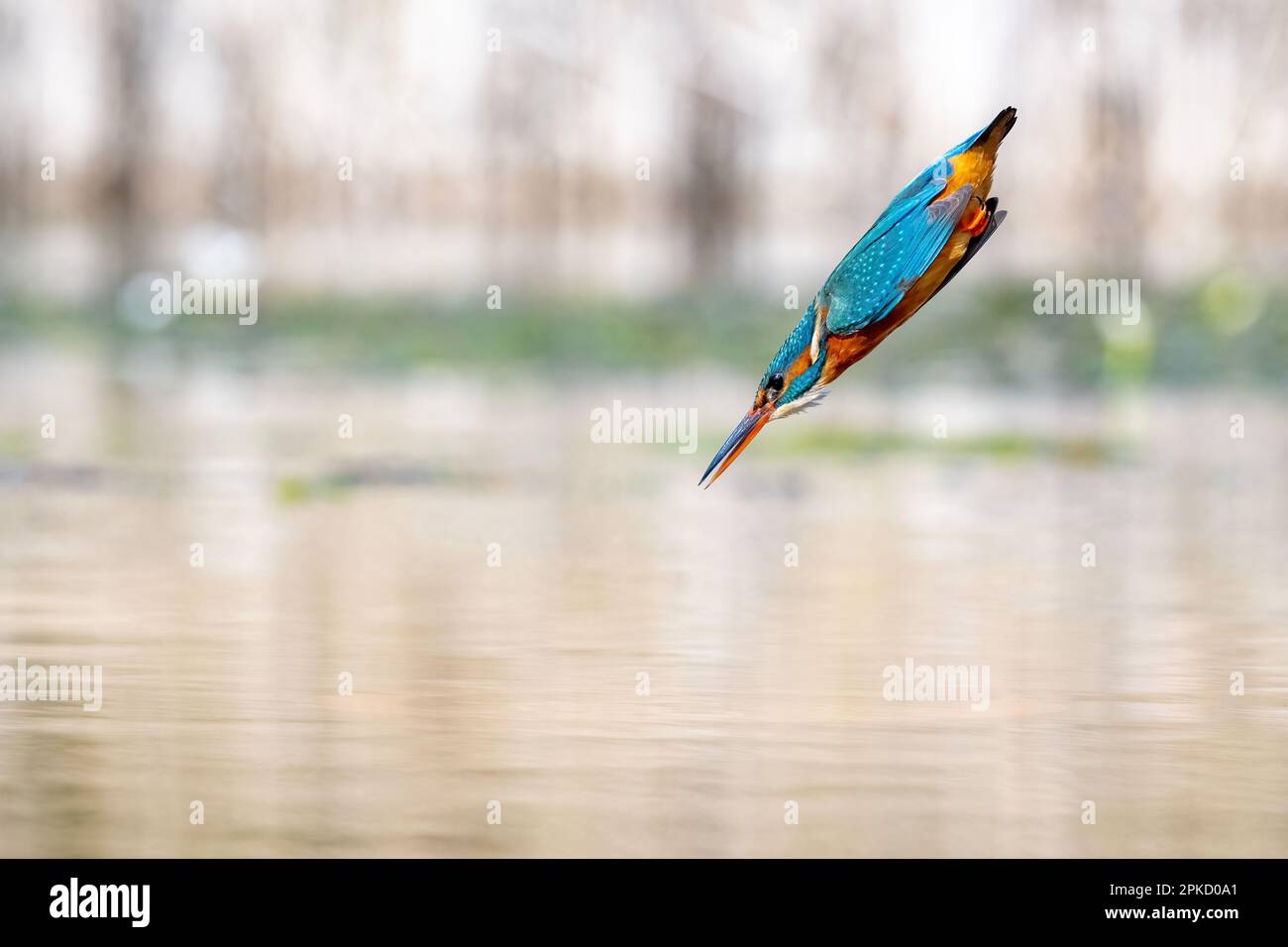 Kingfisher, Alcedo, in der Nähe von Bourne, Lincolnshire Stockfoto