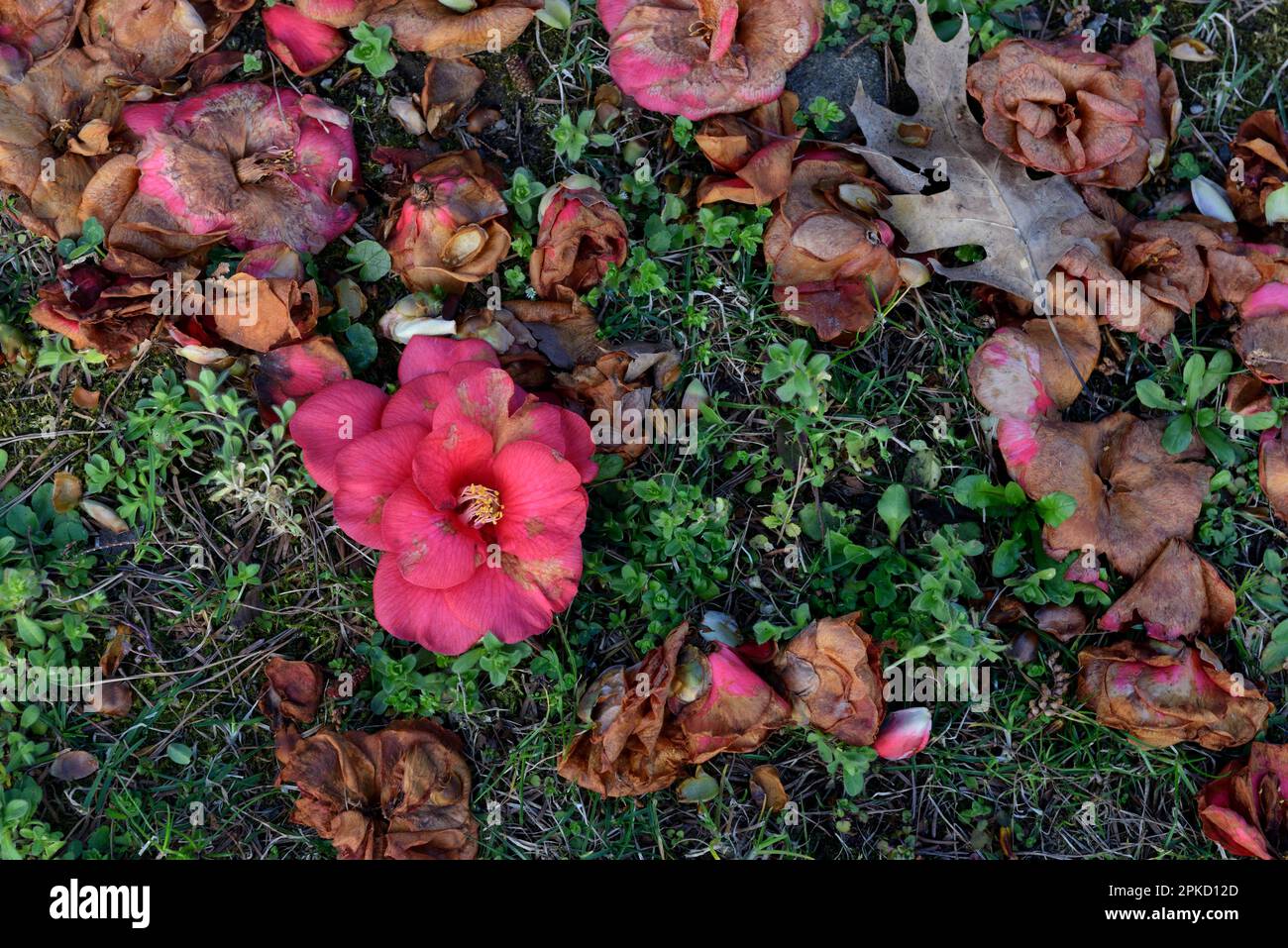 Verwelkte Kamelien (Camellia japonica) Blumen, Camellia Park, Locarno, Kanton Ticino, Schweiz Stockfoto