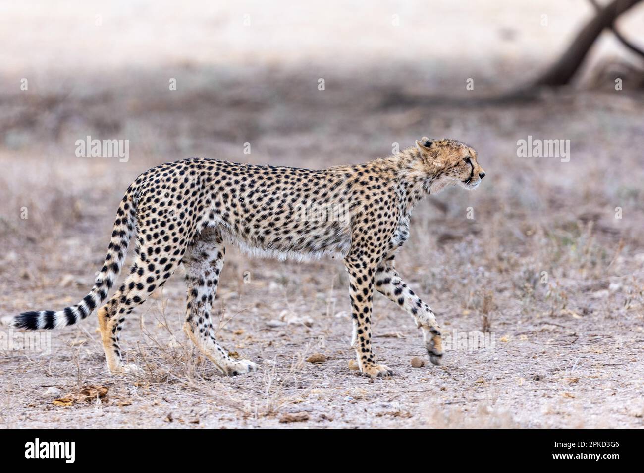 Gepard (Acinonyx jubatus), Wandern, Samburu National Reserve, Kenia Stockfoto