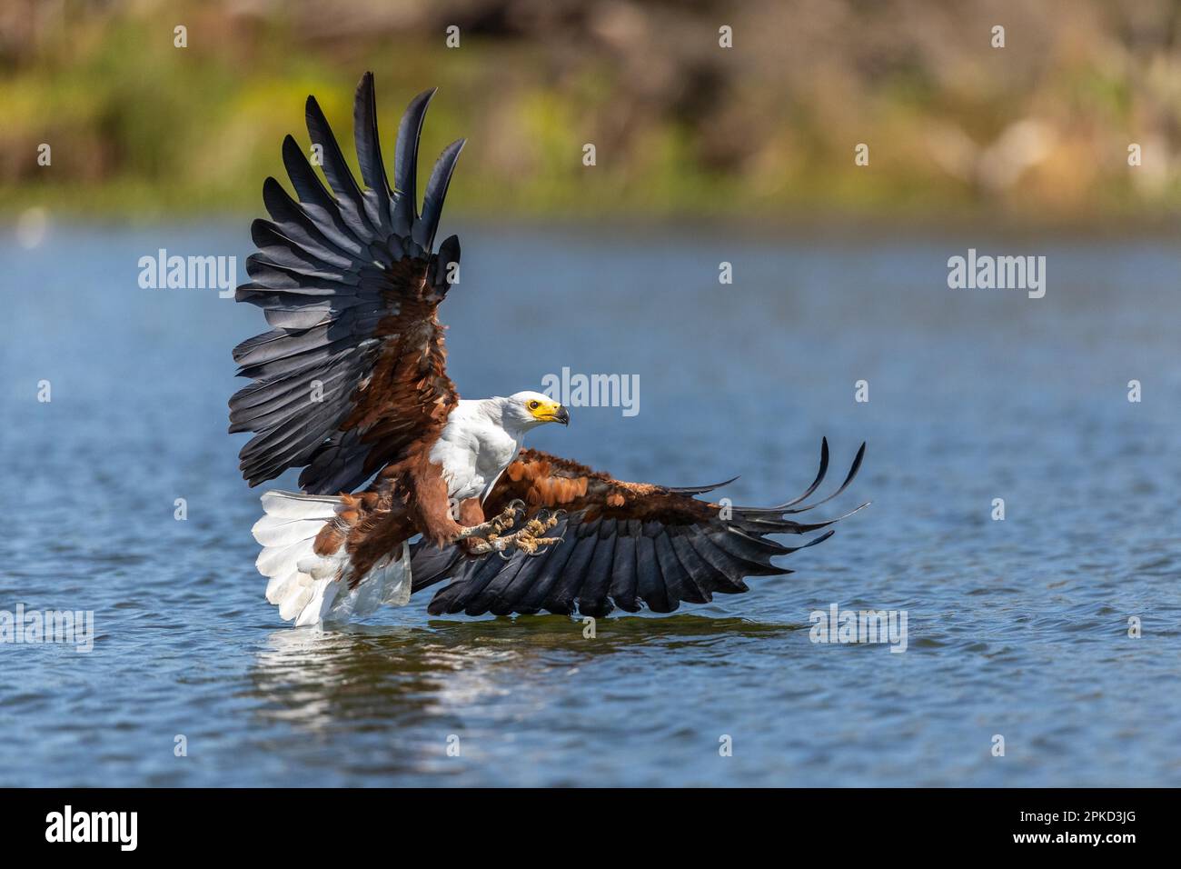 Afrikanischer Fischadler (Haliaeetus vocifer), Angeln, See, Naivasha-See, Kenia Stockfoto