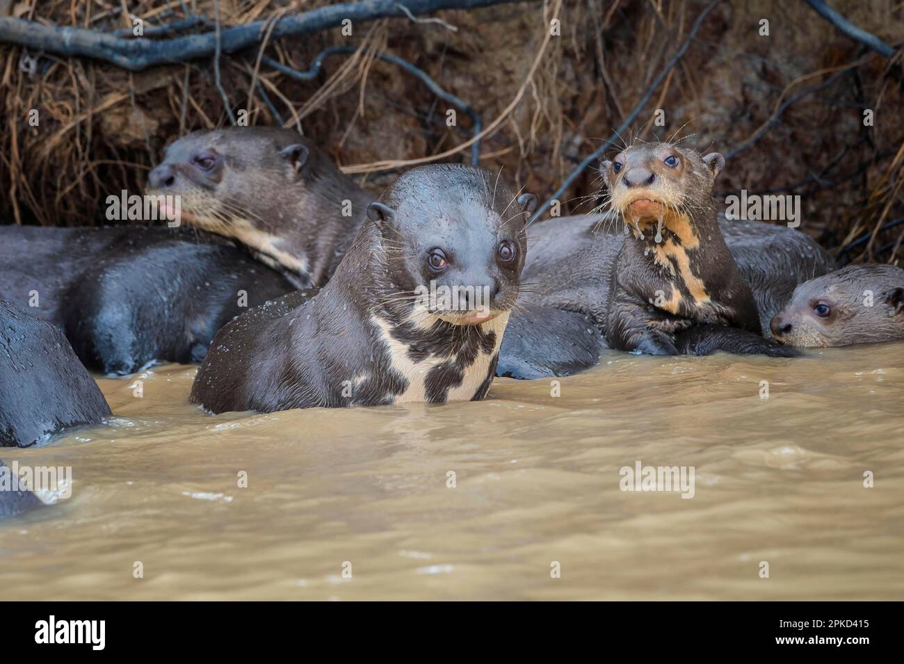 Gruppe von Riesenottern (Pteronura brasiliensis), Pantanal, Mato Grosso, Brasilien Stockfoto