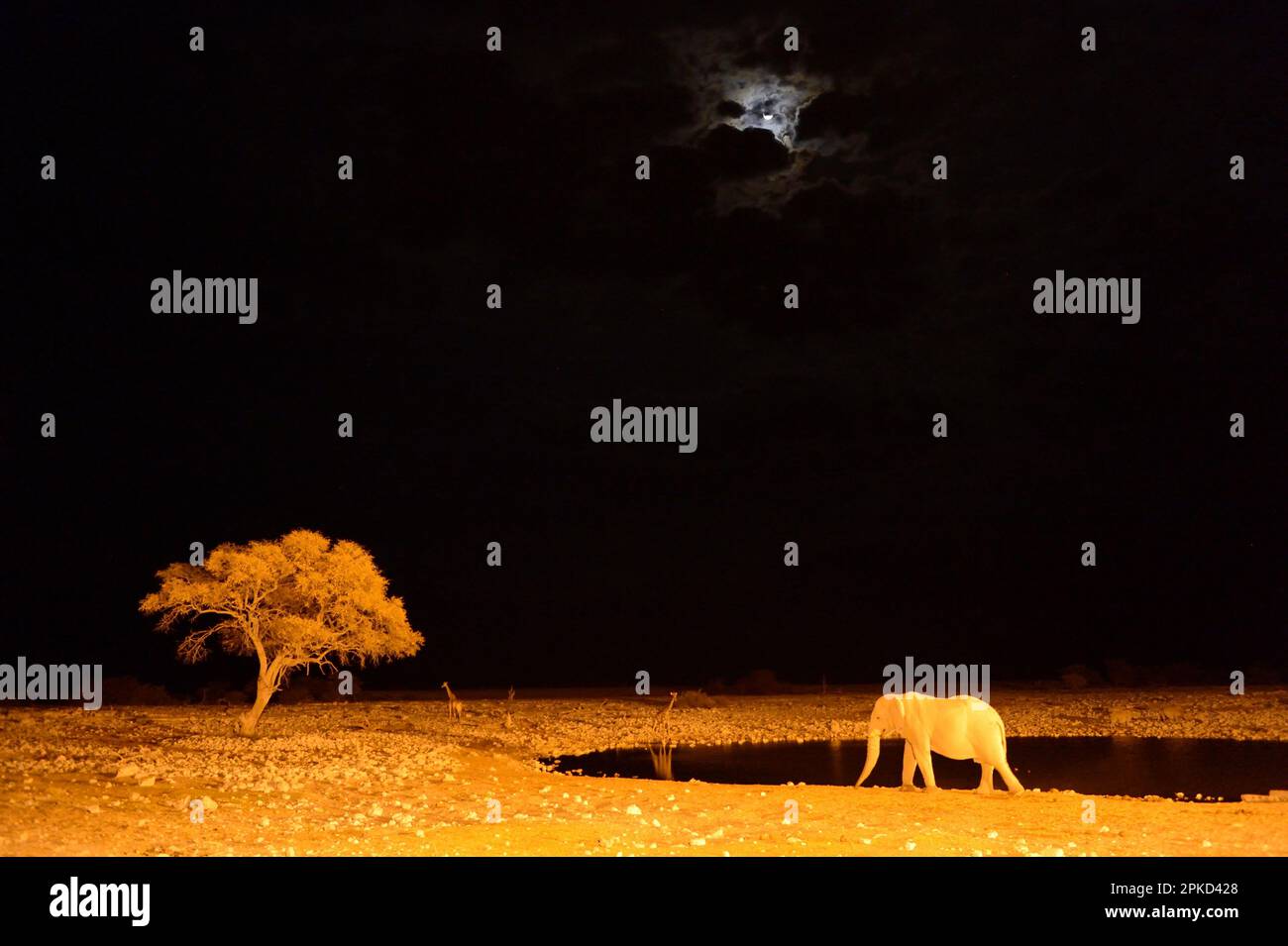 Afrikanischer Elefant (Loxodonta africana) und angolanische Giraffe (Giraffa camelopardalis) am Wasserloch bei Nacht mit Mond, Okaukuejo, Etosha National Stockfoto