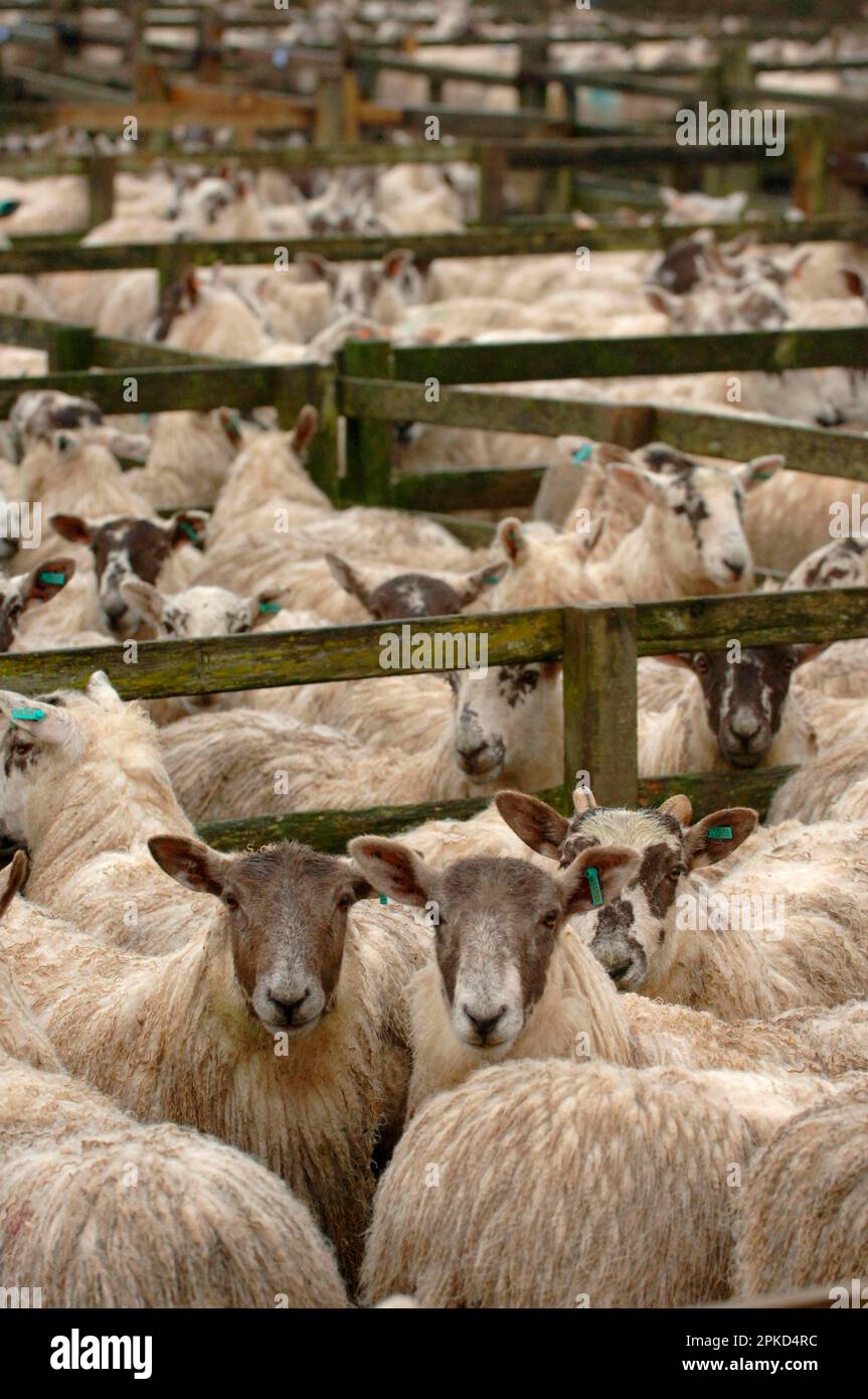 Scotch Mule ewes, in Verkaufsbuchten, Schottland, Vereinigtes Königreich Stockfoto