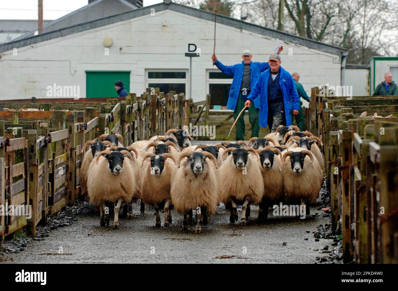 Schwarzgesichtsschafe, Schafherde, die zum Zeitpunkt des Verkaufs zwischen Büchsen gehalten werden, Grenzen, Schottland, Vereinigtes Königreich Stockfoto