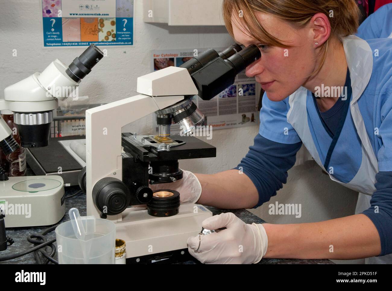 Durchführung einer Eizellzählung im Schafkot zur Kontrolle des Parasitenbefalls, Probe unter dem Mikroskop in der Tierarztpraxis Stockfoto