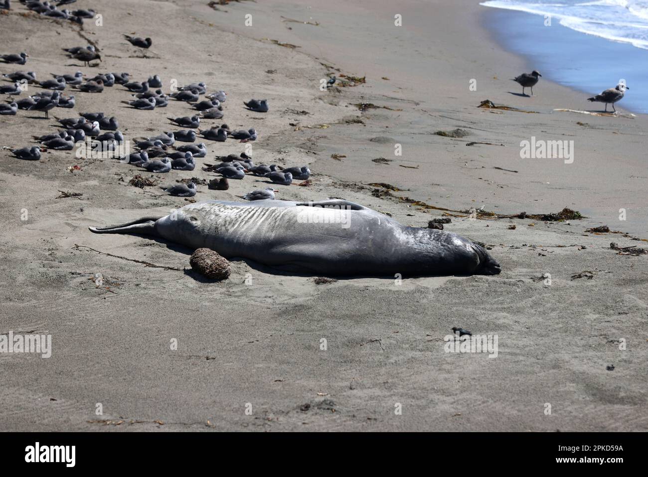 Seehunde am Strand von Big Sur, Kalifornien, USA Stockfoto