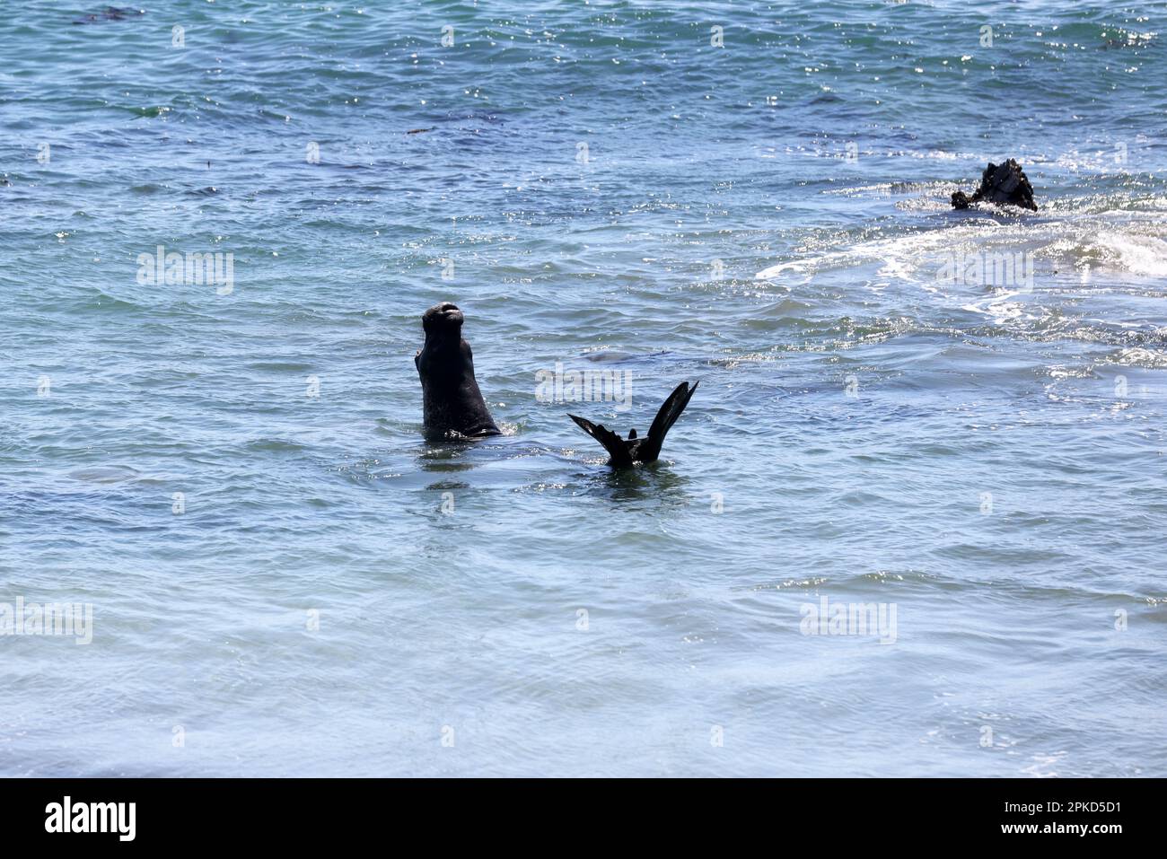 Seehunde am Strand von Big Sur, Kalifornien, USA Stockfoto