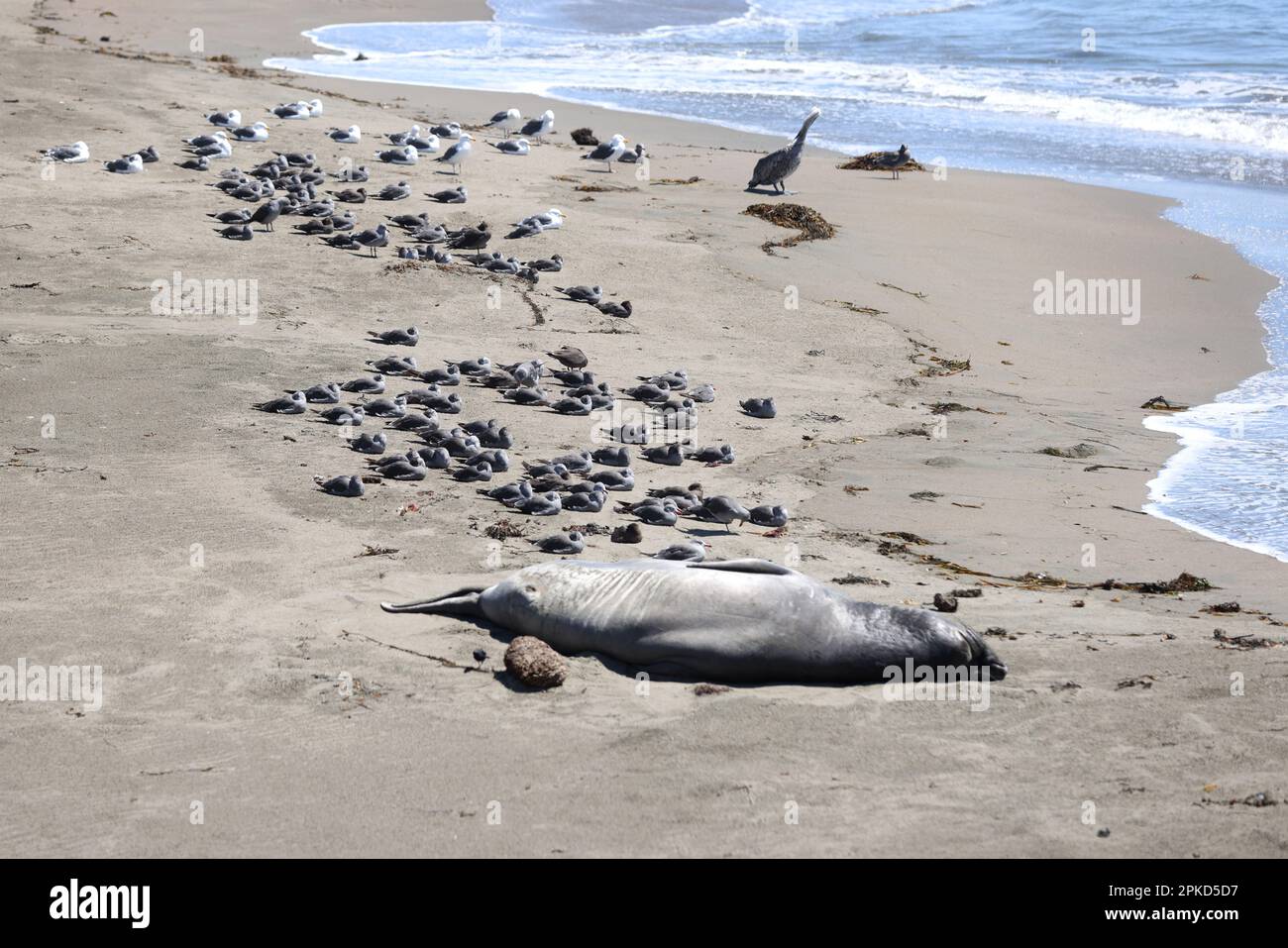 Seehunde am Strand von Big Sur, Kalifornien, USA Stockfoto
