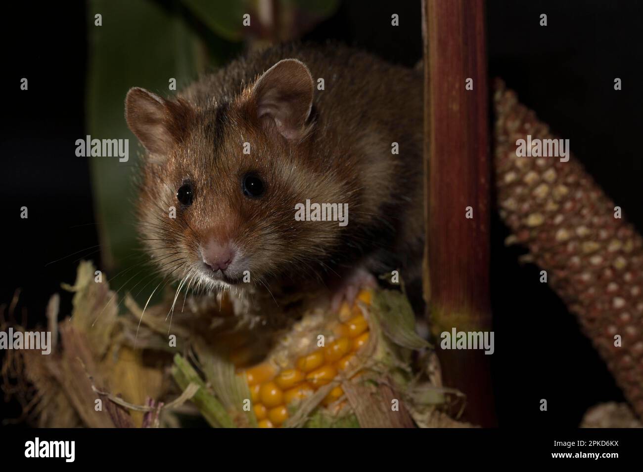 Europäischer Hamster (Cricetus cricetus), auf Maispflanzen klettern, Mais füttern, Europa Stockfoto