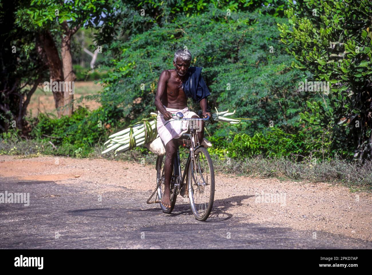 Ein alter Mann, der mit dem Fahrrad Gemüseschlangengurke (Trichosanthes cucumerina) trägt, Tamil Nadu, Südindien, Indien, Asien Stockfoto