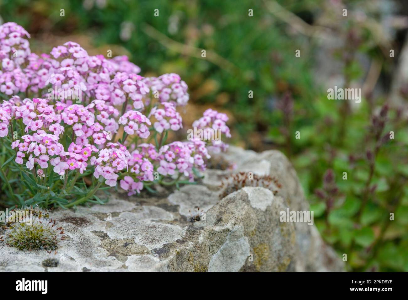 Aethionema schistosum, duftende persische Steinkresse, kleine rosa Blumen Stockfoto