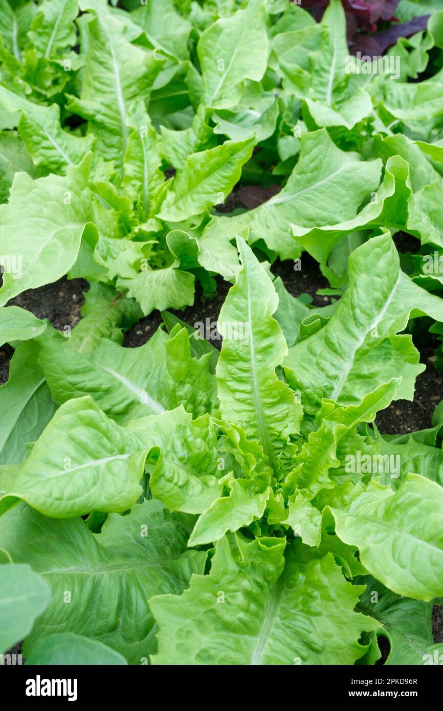 Celtuce, Lactuca sativa angustana, Stängelsalat, Selleriesalat, grünes Blattgemüse, Selleriesalatkreuz Stockfoto