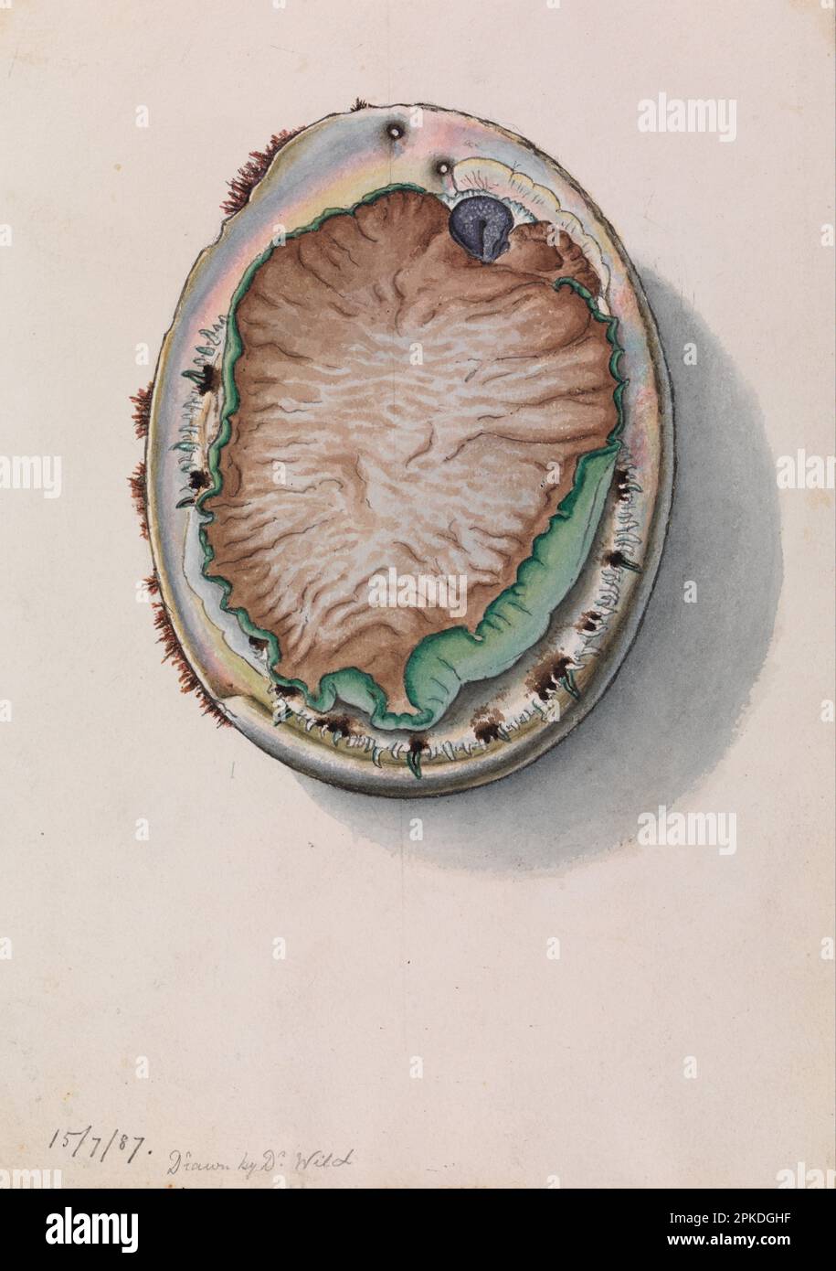 Grünlippige Abalone, Haliotis laevigata 1887 von John James Wild Stockfoto