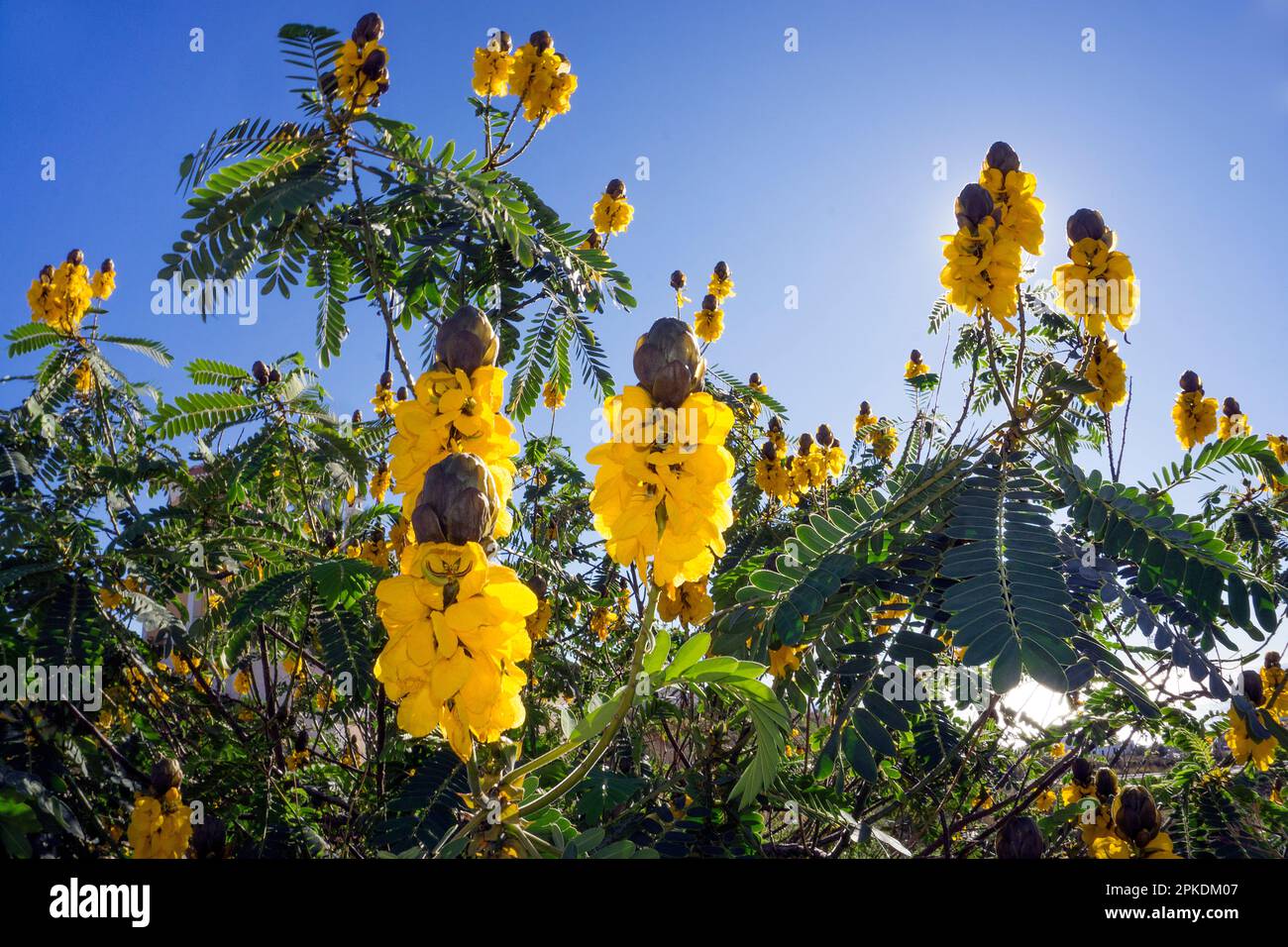 Kerzenbusch (Senna didymobotrya), blühend, heimisch in Afrika, Andalusien, Costa del Sol, Spanien, Europa Stockfoto