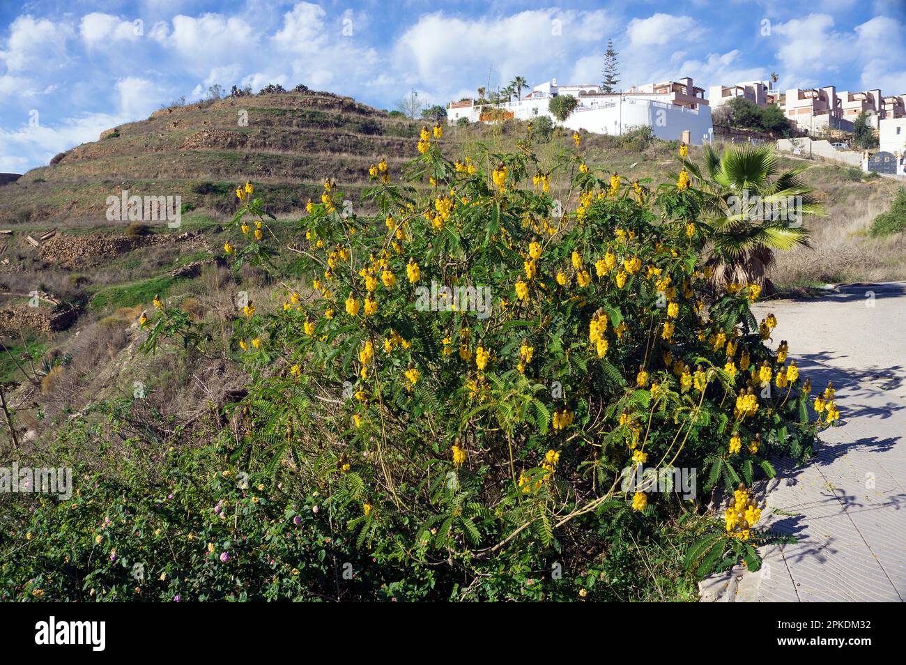Kerzenbusch (Senna didymobotrya), blühend, heimisch in Afrika, Andalusien, Costa del Sol, Spanien, Europa Stockfoto