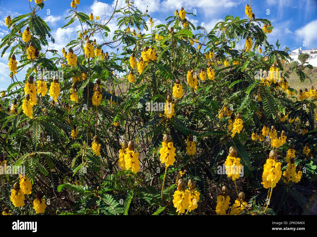 Kerzenbusch (Senna didymobotrya), blühend, heimisch in Afrika, Andalusien, Costa del Sol, Spanien, Europa Stockfoto
