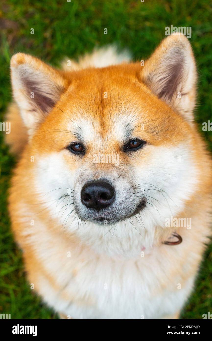 Die Akita Inu ist eine mächtige und loyale japanische Rasse, bekannt für ihren dicken Pelzmantel, ihre Muskeln und ihre schützende Natur gegenüber ihrer Familie. Stockfoto