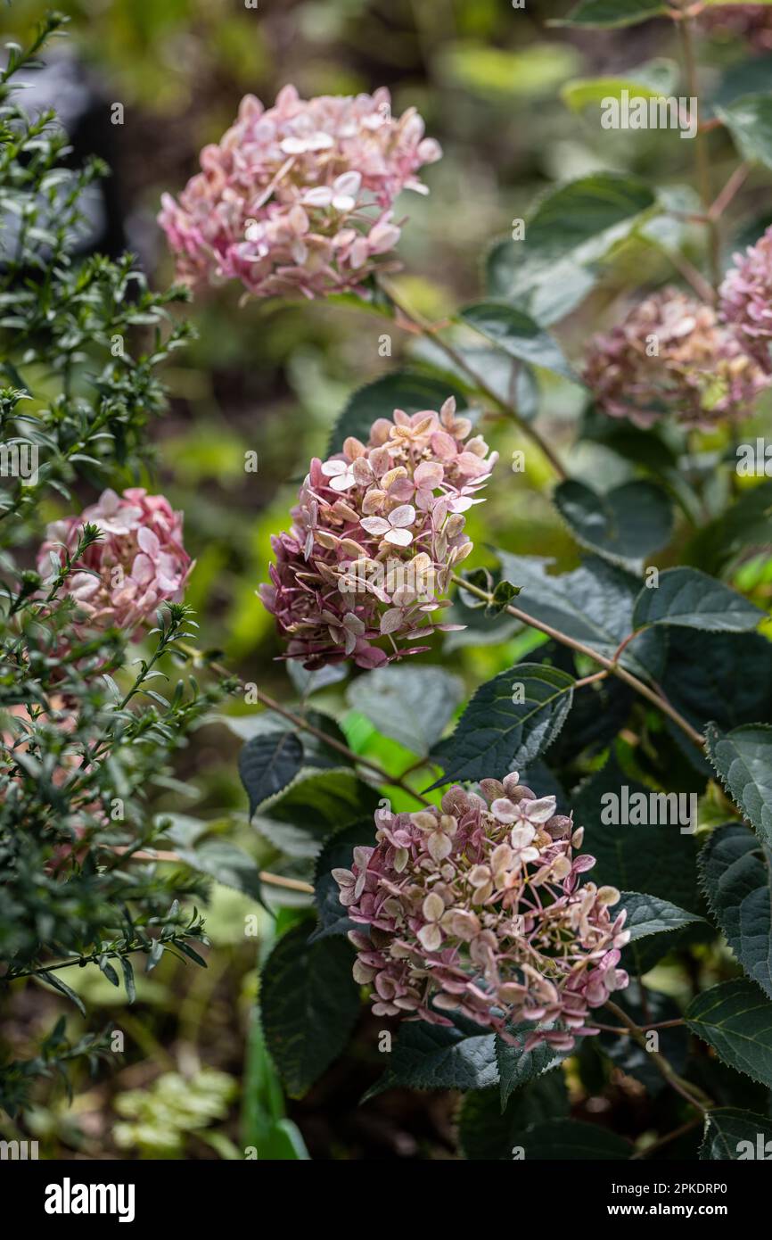 Hortensien Arborescens Incrediball Blush, Sweet Annabelle in Gartenblumen Stockfoto