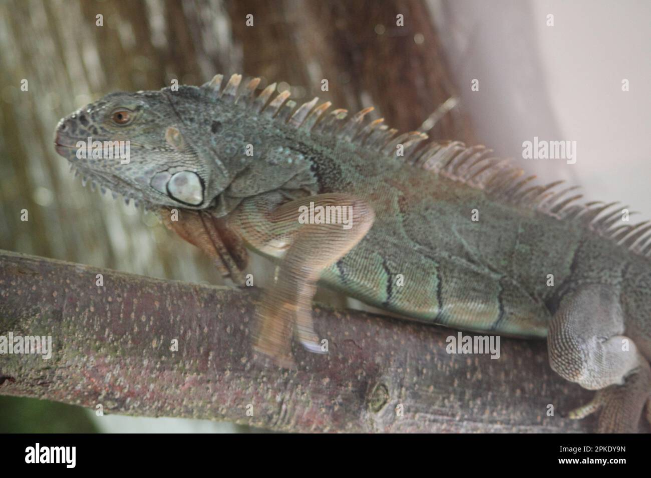 Iguana Lizard in Nahaufnahme auf einem Ast Stockfoto