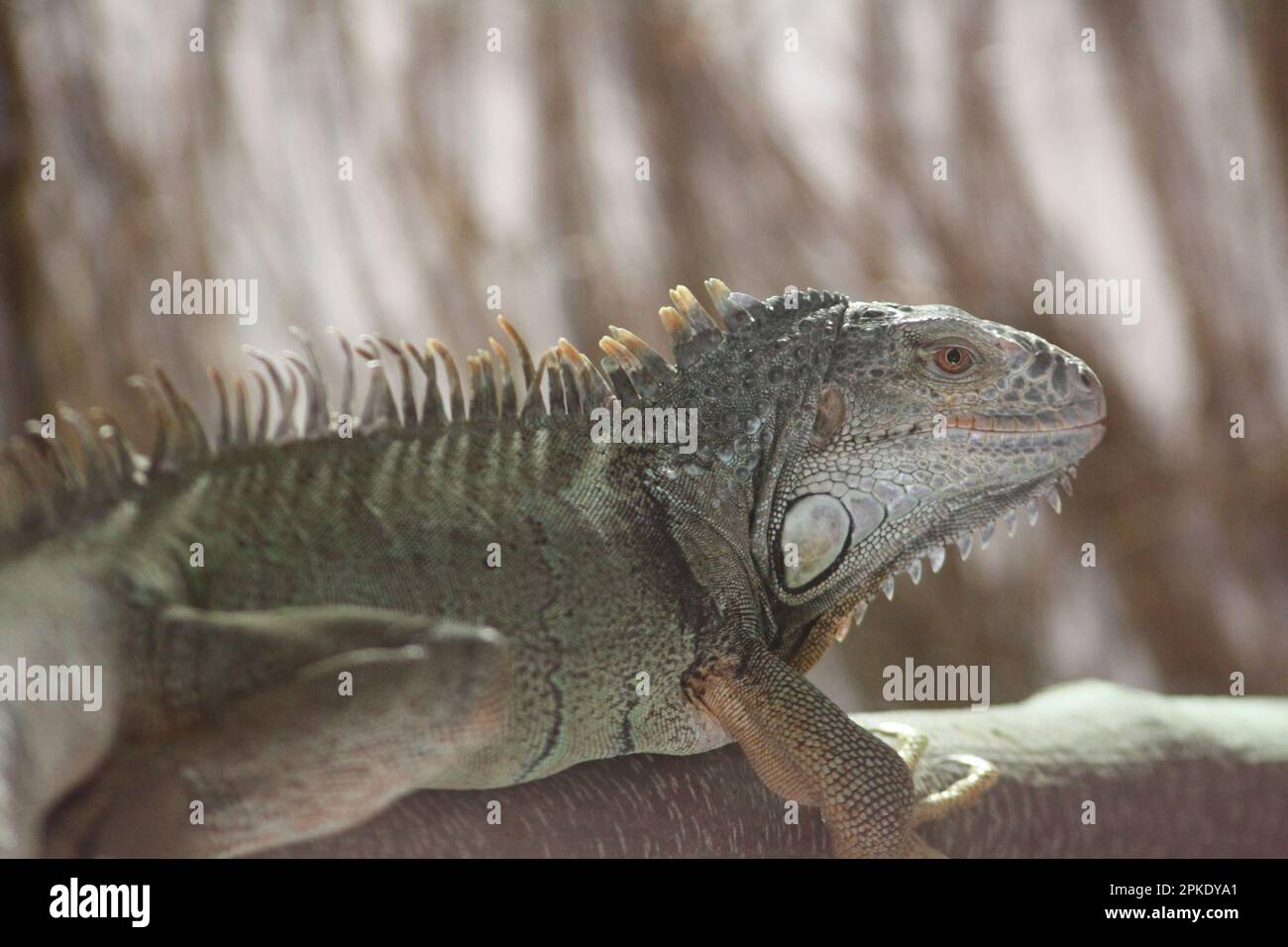 Iguana Lizard in Nahaufnahme auf einem Ast Stockfoto