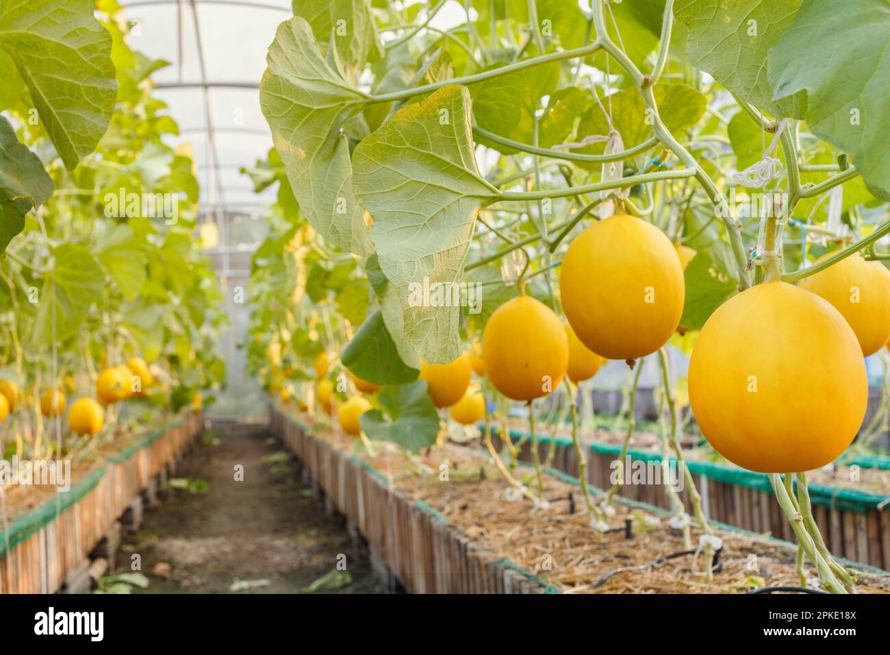 Frische Organische Gelb zuckermelone oder goldene Melone bereit zur Ernte im Gewächshaus an der Melone Farm. Landwirtschaft und Obst farm Konzept Stockfoto