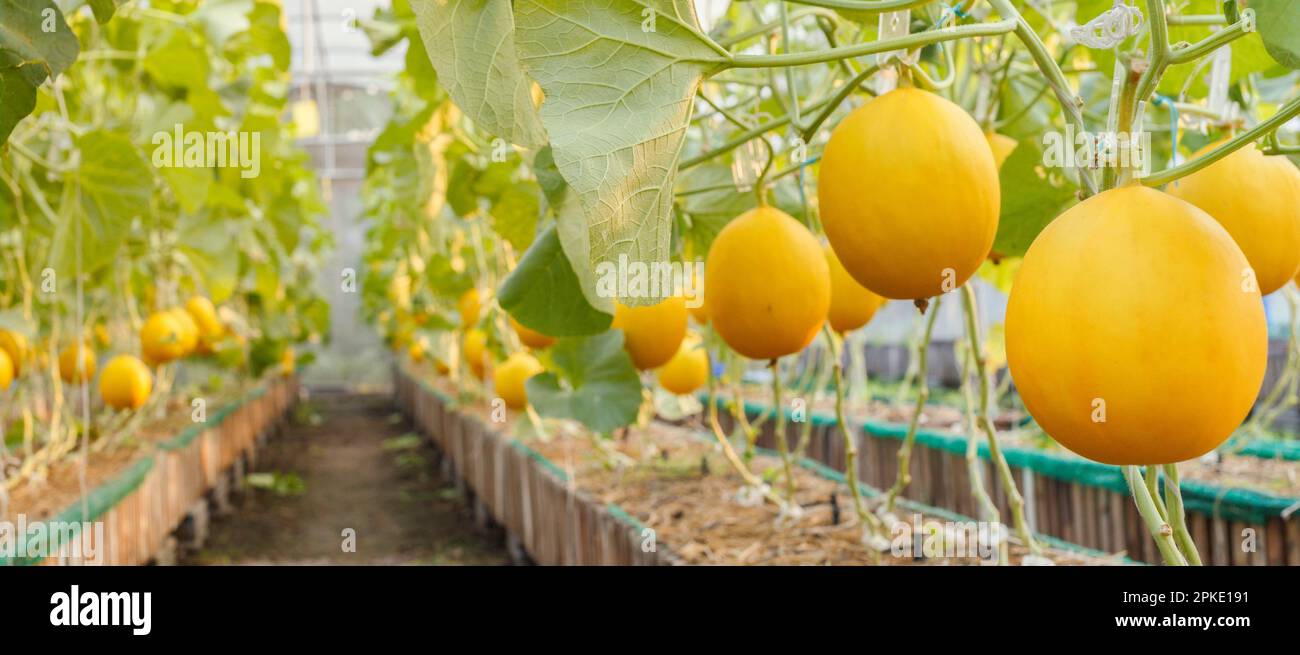 Frische Organische Gelb zuckermelone oder goldene Melone bereit zur Ernte im Gewächshaus an der Melone Farm. Landwirtschaft und Obst farm Konzept Stockfoto