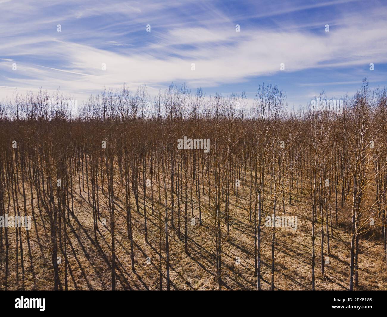 Luftaufnahme einer Baumplantage mit bewölktem Himmel im Hintergrund Stockfoto