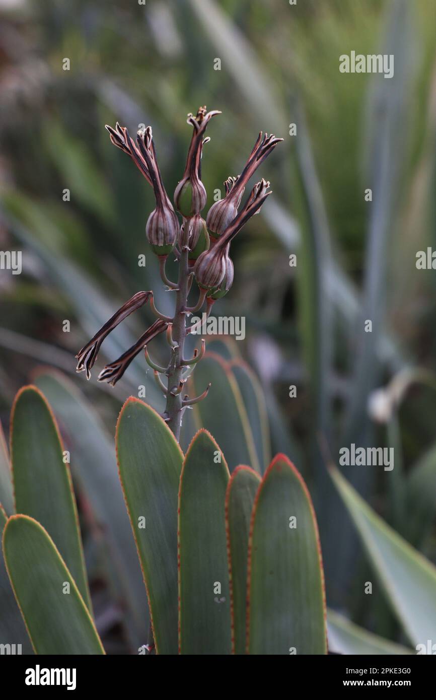 Verblasste Blume Аloaceae Aloe plicatilis Stockfoto