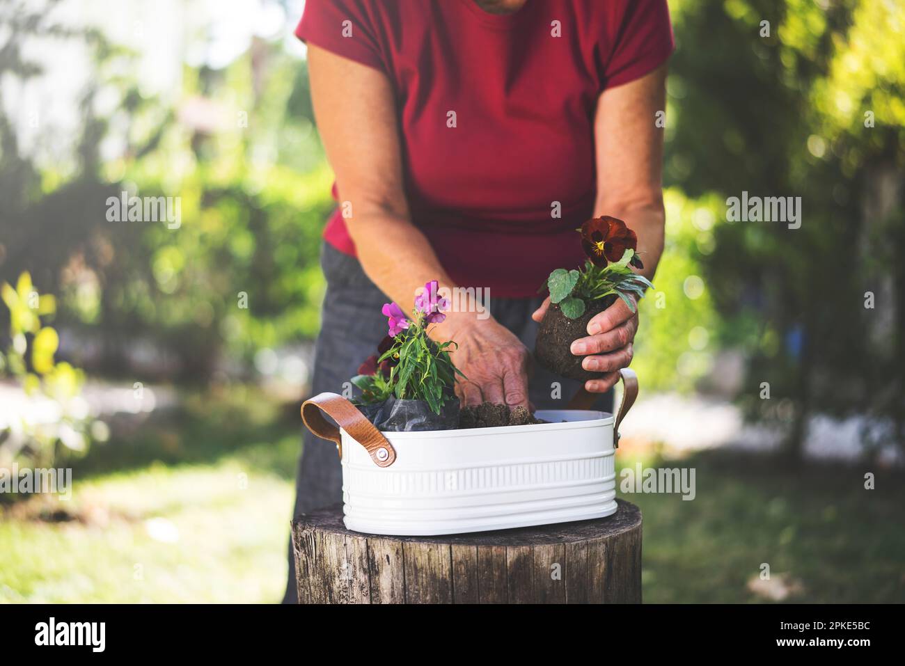 Seniorin, die an einem sonnigen Frühlingstag Blumen tötet Stockfoto