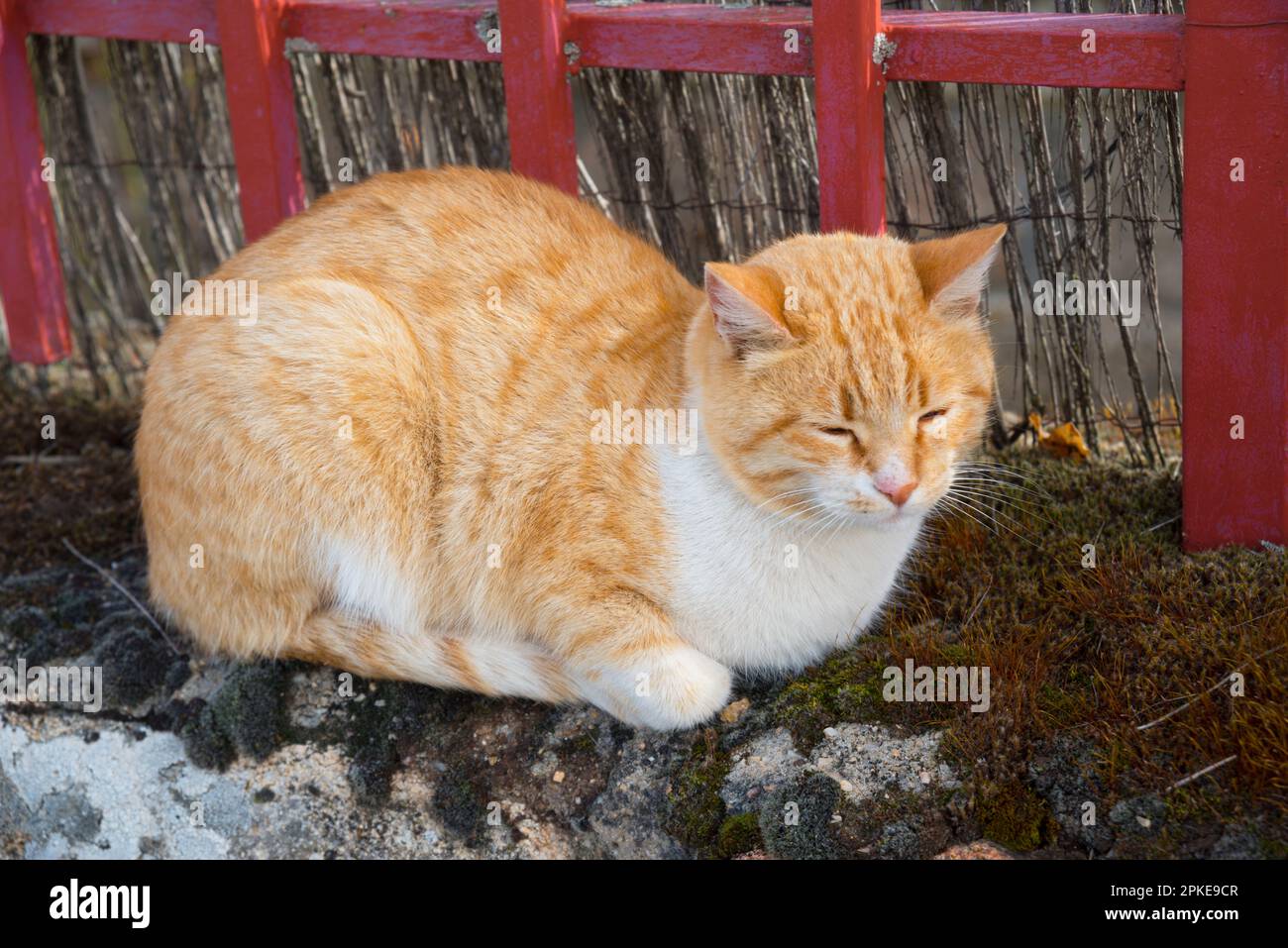 Schläfrige Katze. Stockfoto