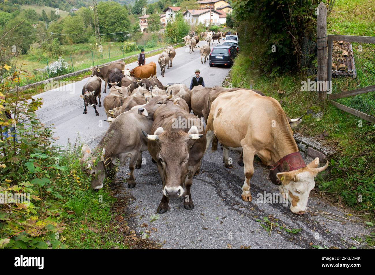 13. oktober 2019 - Italien, Lombardei, Brescia, Bagolino, Valsabbia. Eine Kuhherde, die während der Wanderung von Sommerweiden von Kuhtieren geführt wird. Stockfoto