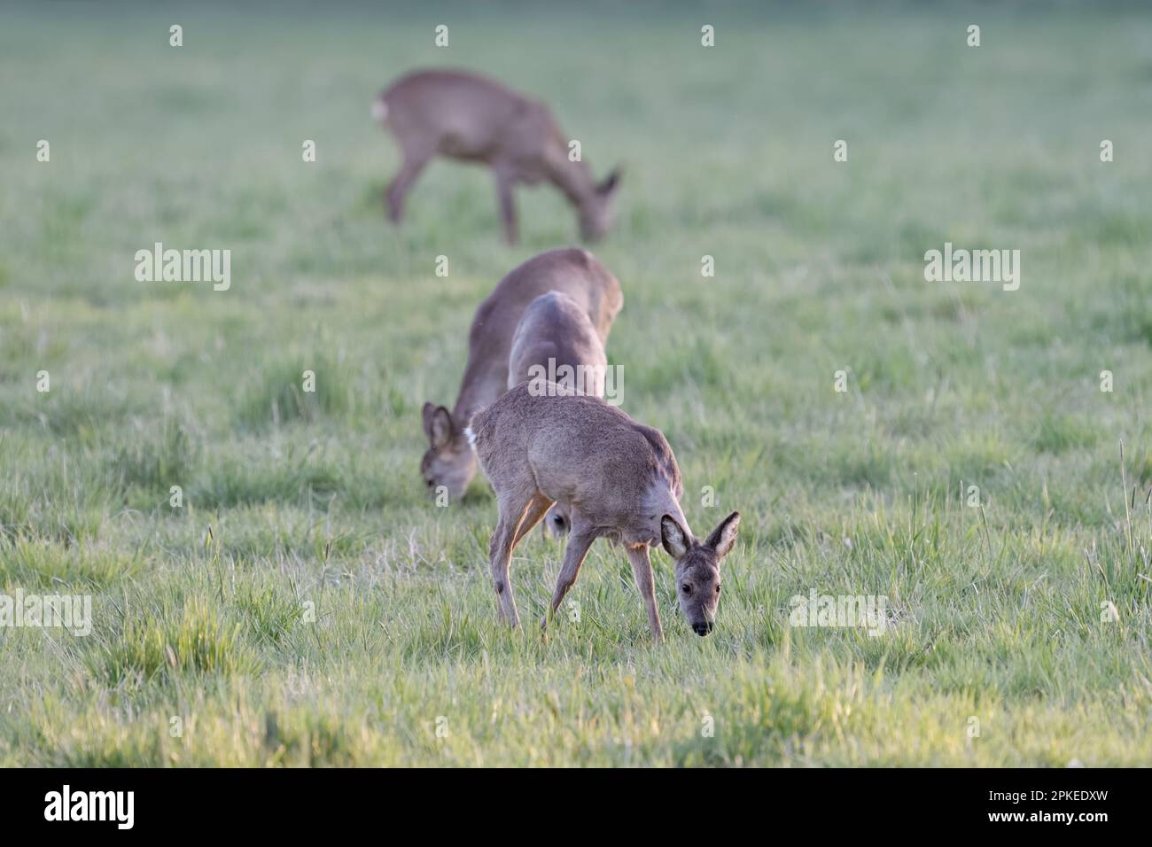 In einer Herde weiden... Rotwild ( Capreolus capreolus ), einige Rotwild am frühen Morgen, mehrere Weiden Stockfoto
