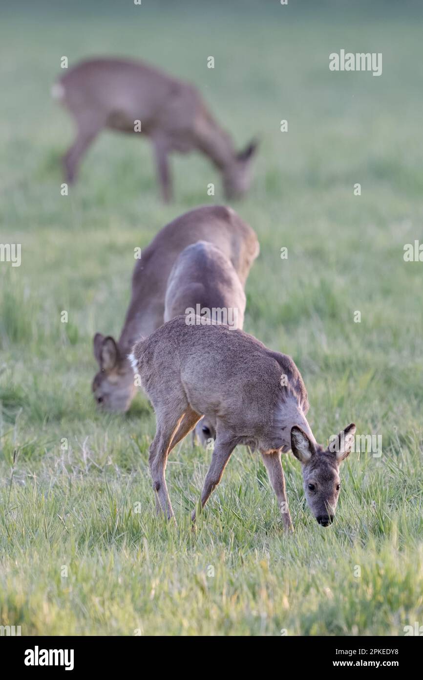 In einer Herde weiden... Rotwild ( Capreolus capreolus ), einige Rotwild am frühen Morgen, mehrere Weiden Stockfoto