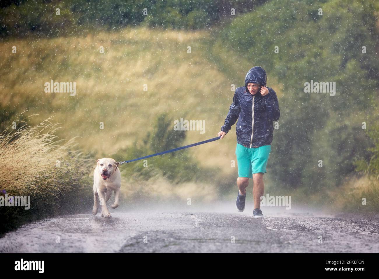 Mann mit Hund an der Leine, der zusammen auf einer nassen Landstraße bei starkem Regen läuft. Haustierbesitzer und labrador-Entferner bei schlechtem Wetter. Stockfoto