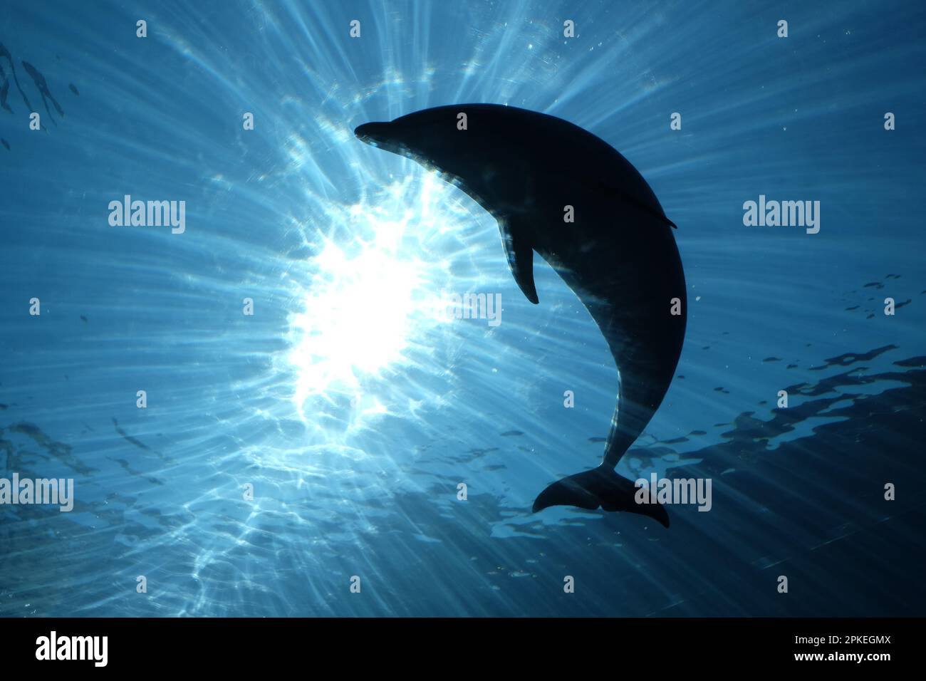 Unterwasserwelt - Delfine in Silhouette schwimmen im Meer Stockfoto