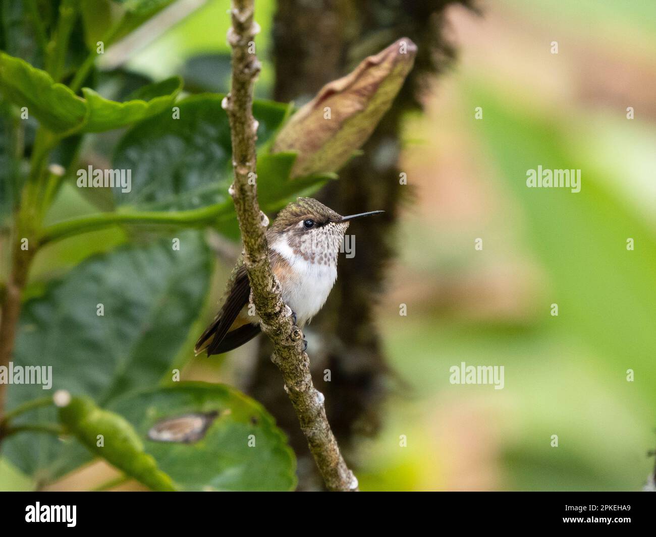 Vulkan-Kolibri (Selasphorus flammula) in Savegre, Costa Rica Stockfoto