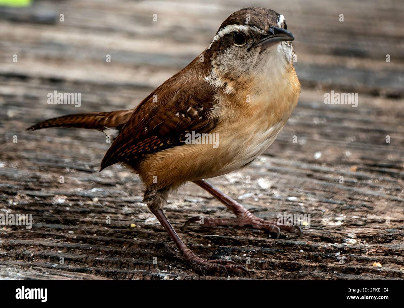 Ein kleiner Wren auf dem Deck Stockfoto