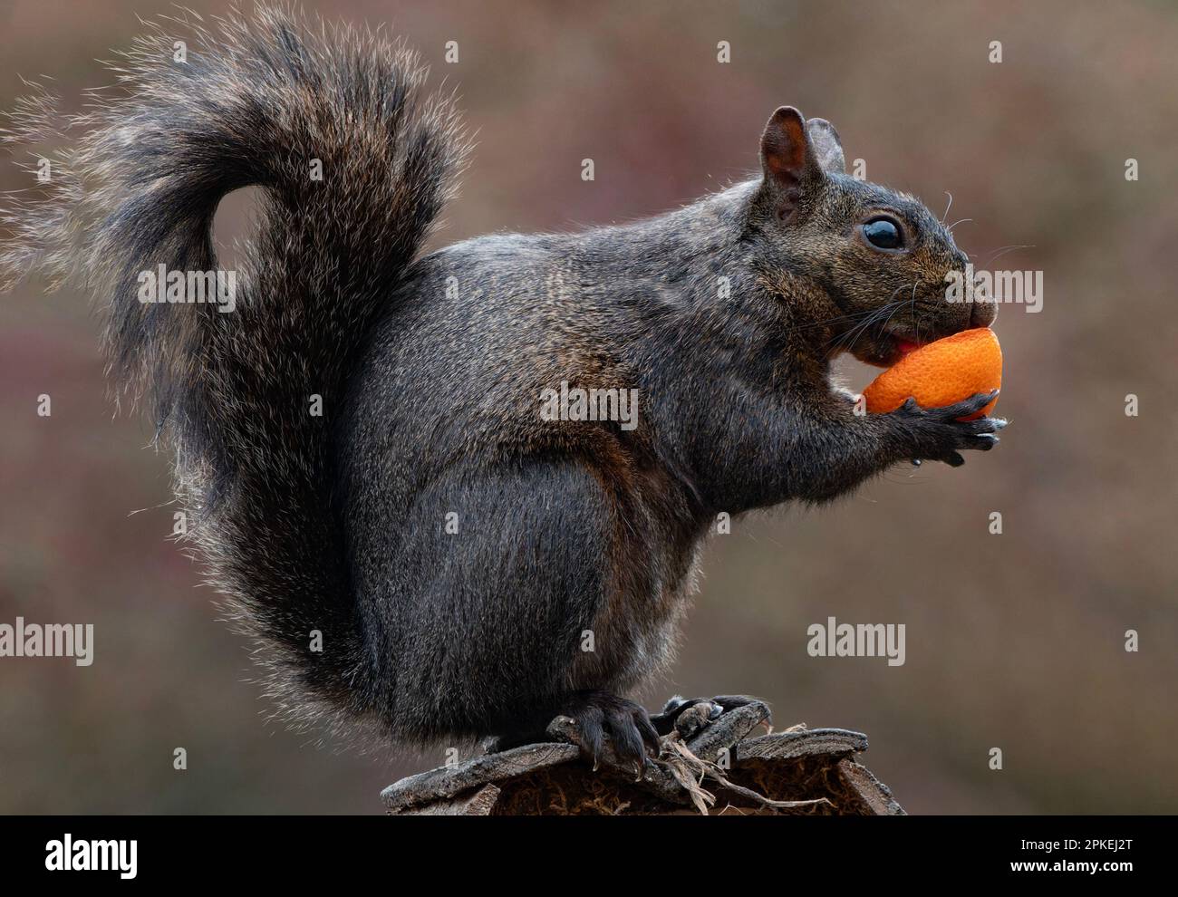 Ein schwarzes Eichhörnchen mit einer orangefarbenen Scheibe Stockfoto