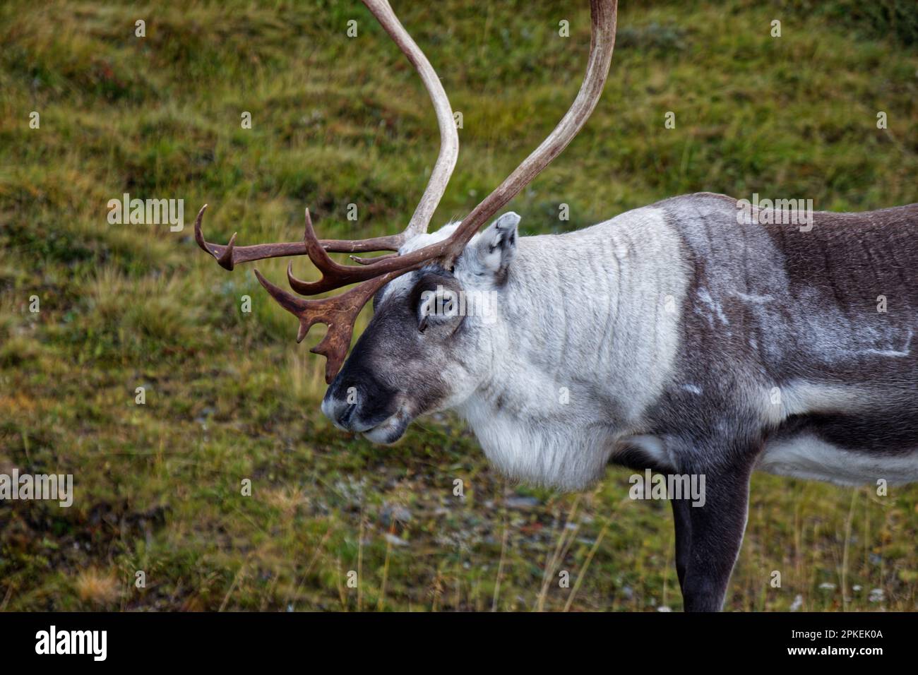 Rentiere auf der Insel Magerøya, Troms Og Finnmark County, Norwegen Stockfoto