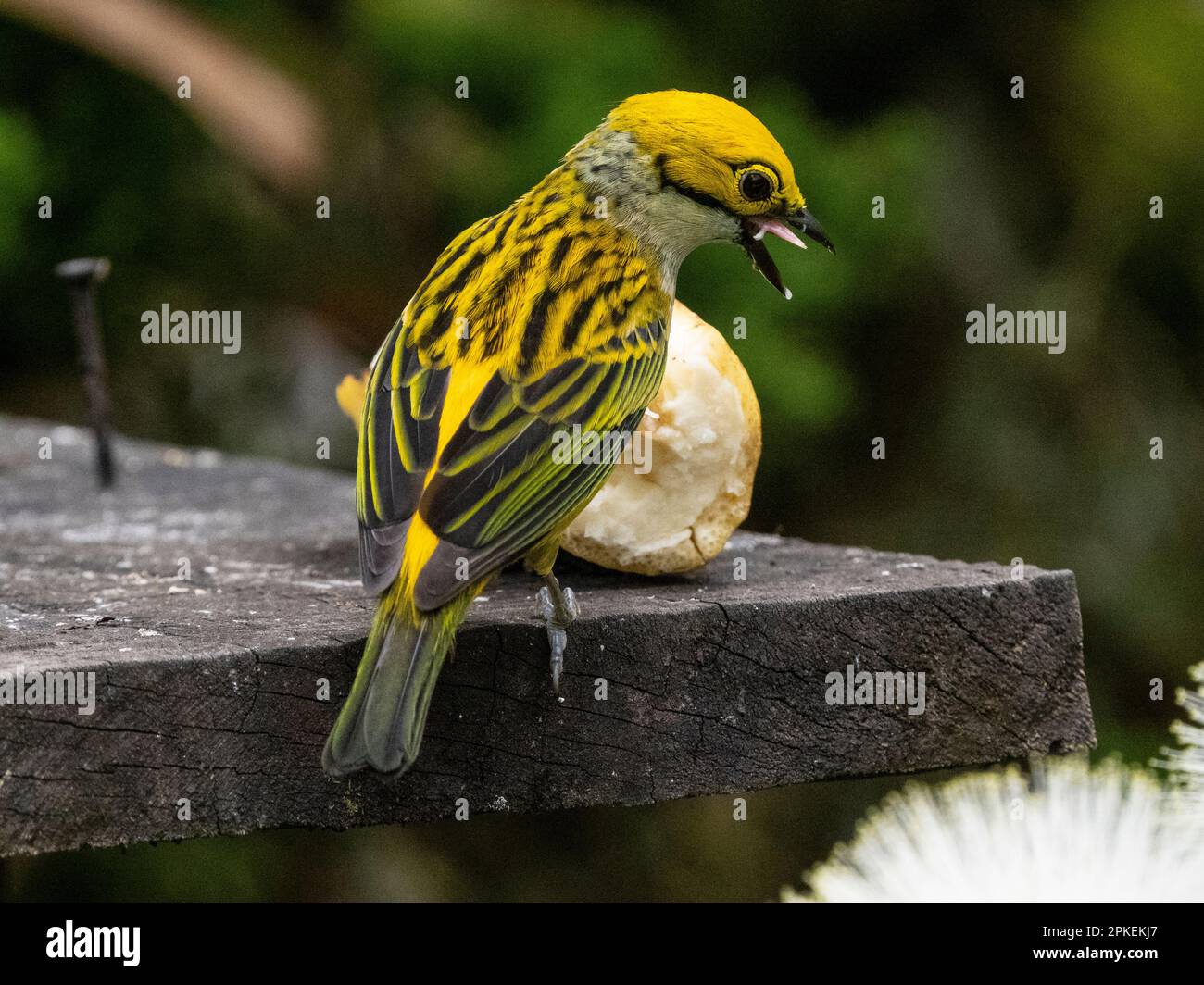 Silberkehltanager (Tangara icterocephala) in der Biologischen Station Las Cruces, Costa Rica Stockfoto