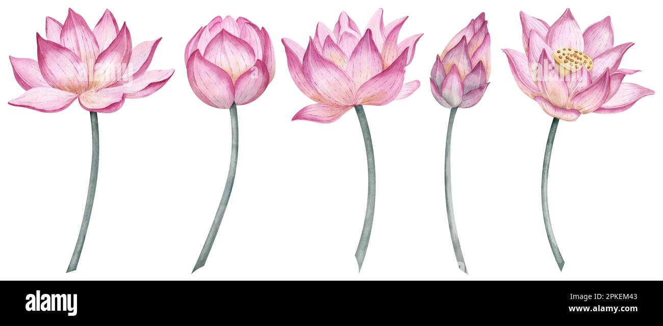 Set Mit Pinkfarbenen Lotusblumen. Handgezeichnete Aquarelle mit Blumenmotiv auf isoliertem Hintergrund für Grußkarten oder Hochzeitseinladungen. Exotische Wasserlilie für Zen-Design. Botanisches Zeichnen von Wasserlilien. Stockfoto